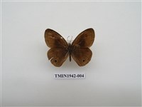 藏品(密紋波眼蝶)的圖片